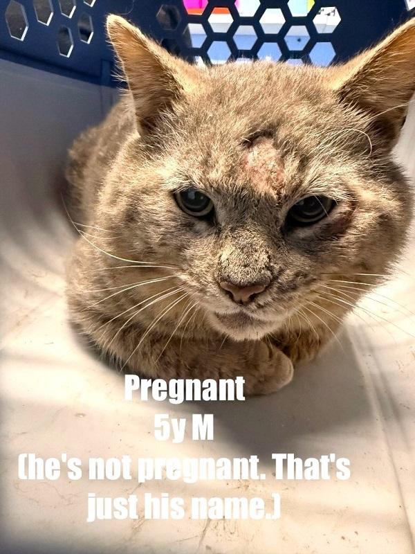 Enlarge PREGNANT, an adoptable Domestic Short Hair in Pegram, TN image 1/1