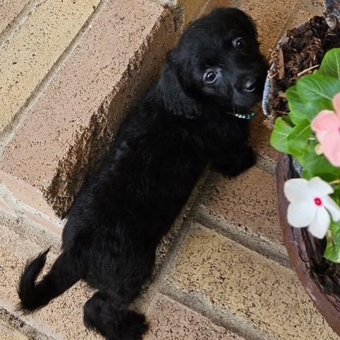 McMasie, a Adoptable mixed breed in Rochelle, IL image 3/5