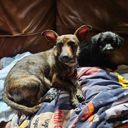 McMasie, a Adoptable mixed breed in Rochelle, IL image 4/5