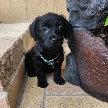 McMasie, Adoptable, Puppy Female Chiweenie.
