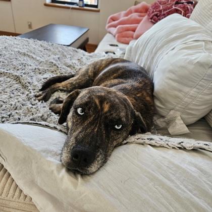 Mariah, Adoptable, Young Female Mixed Breed & Mixed Breed.