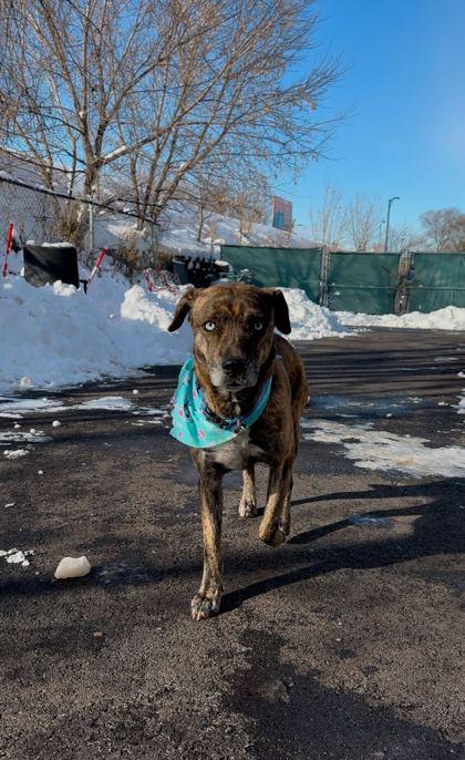 Mariah, Adoptable, Young Female Mixed Breed & Mixed Breed.
