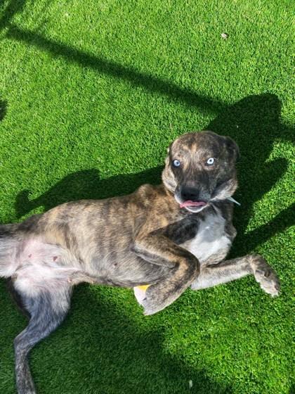 Enlarge Mariah, a Adoptable mixed breed in Chicago, IL image 2/3