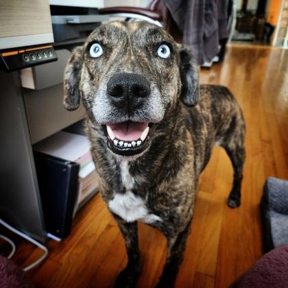 Enlarge Mariah, a Adoptable mixed breed in Chicago, IL image 3/3