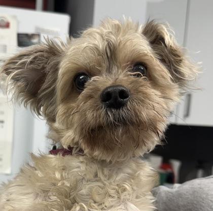 Devon, adopted, Young Male Maltese.