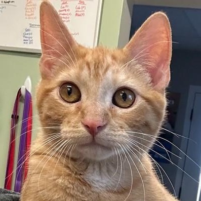 Tank, ADOPTABLE, Kitten Male Domestic Medium Hair.