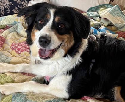 Enlarge Charlie, a Adoptable Australian Shepherd in Divide, CO image 1/1