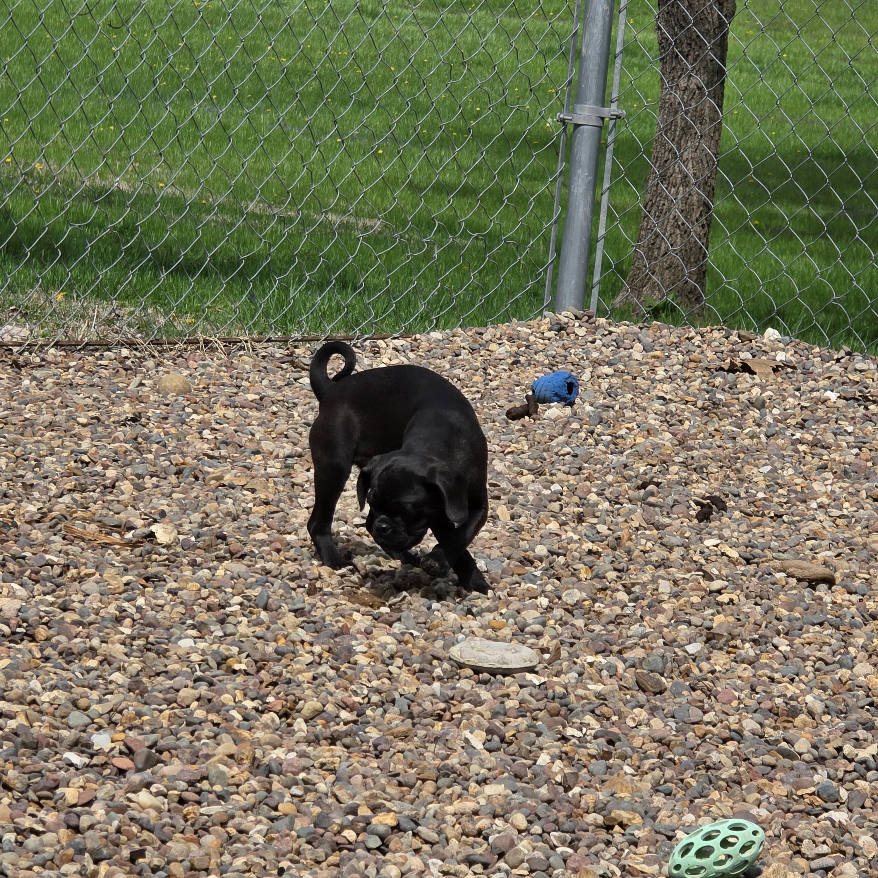 Enlarge Anchor, an adopted mixed breed in Wever, IA image 2/5