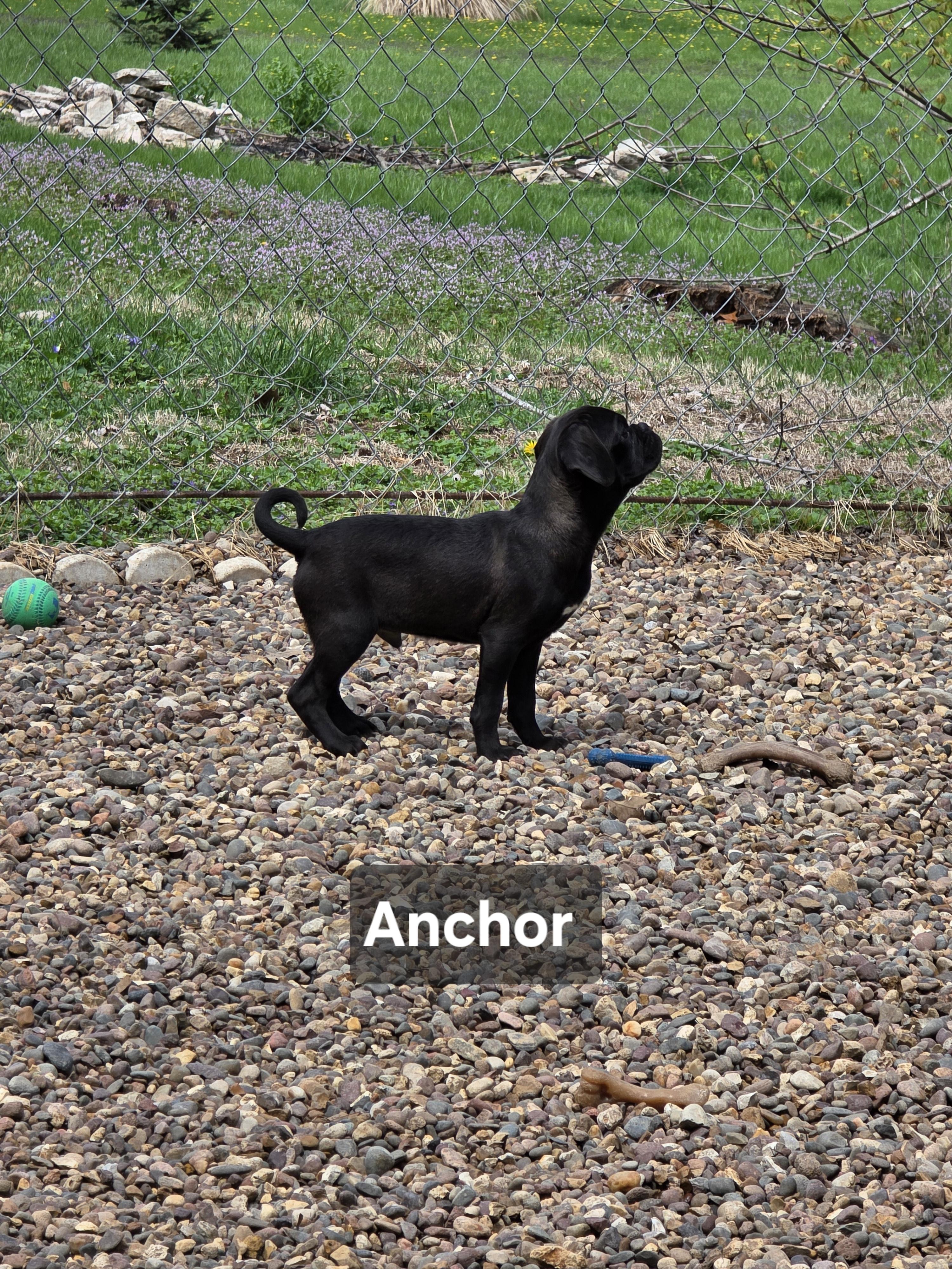 Enlarge Anchor, an adopted mixed breed in Wever, IA image 4/5