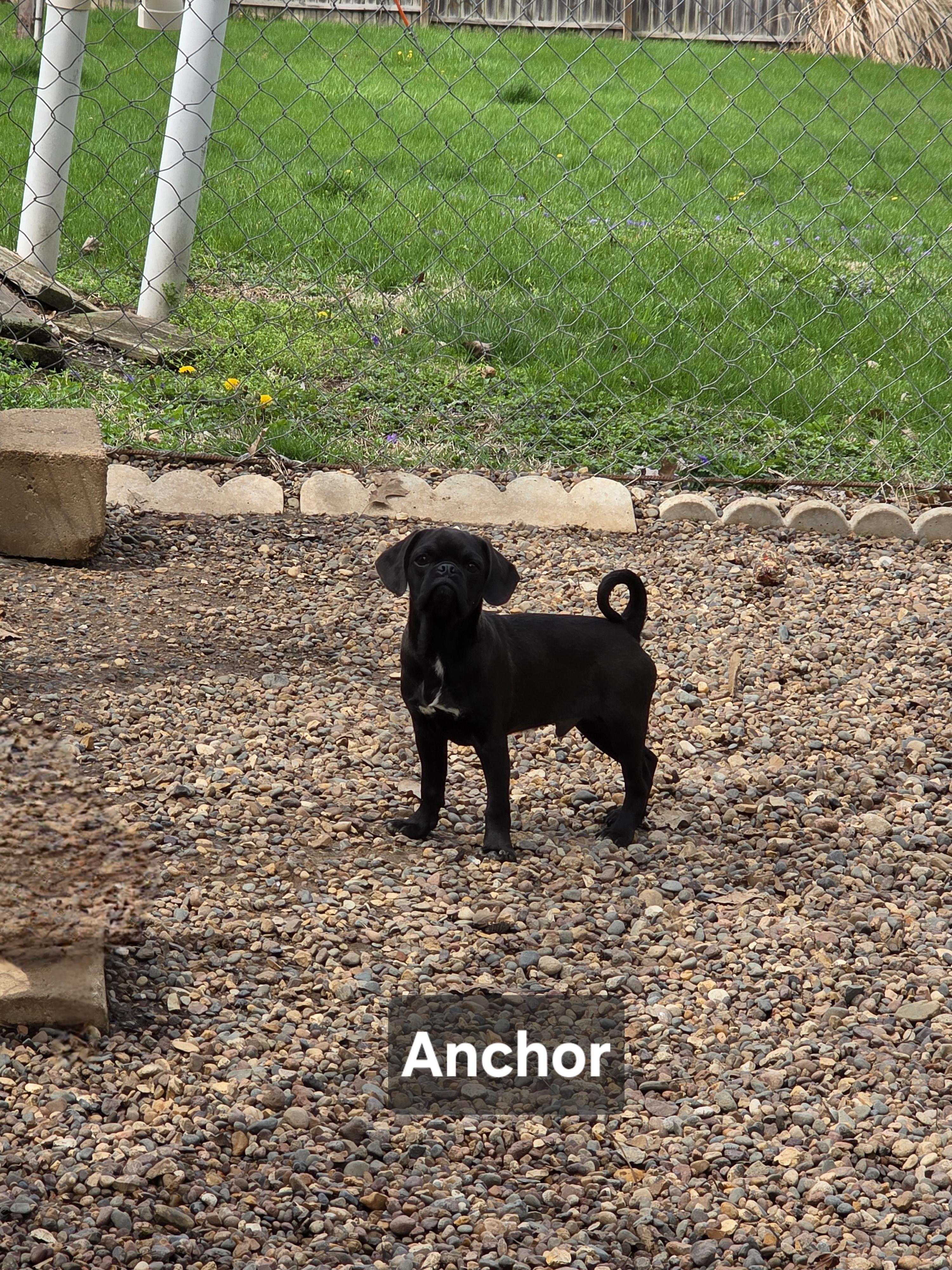 Enlarge Anchor, an adopted mixed breed in Wever, IA image 5/5