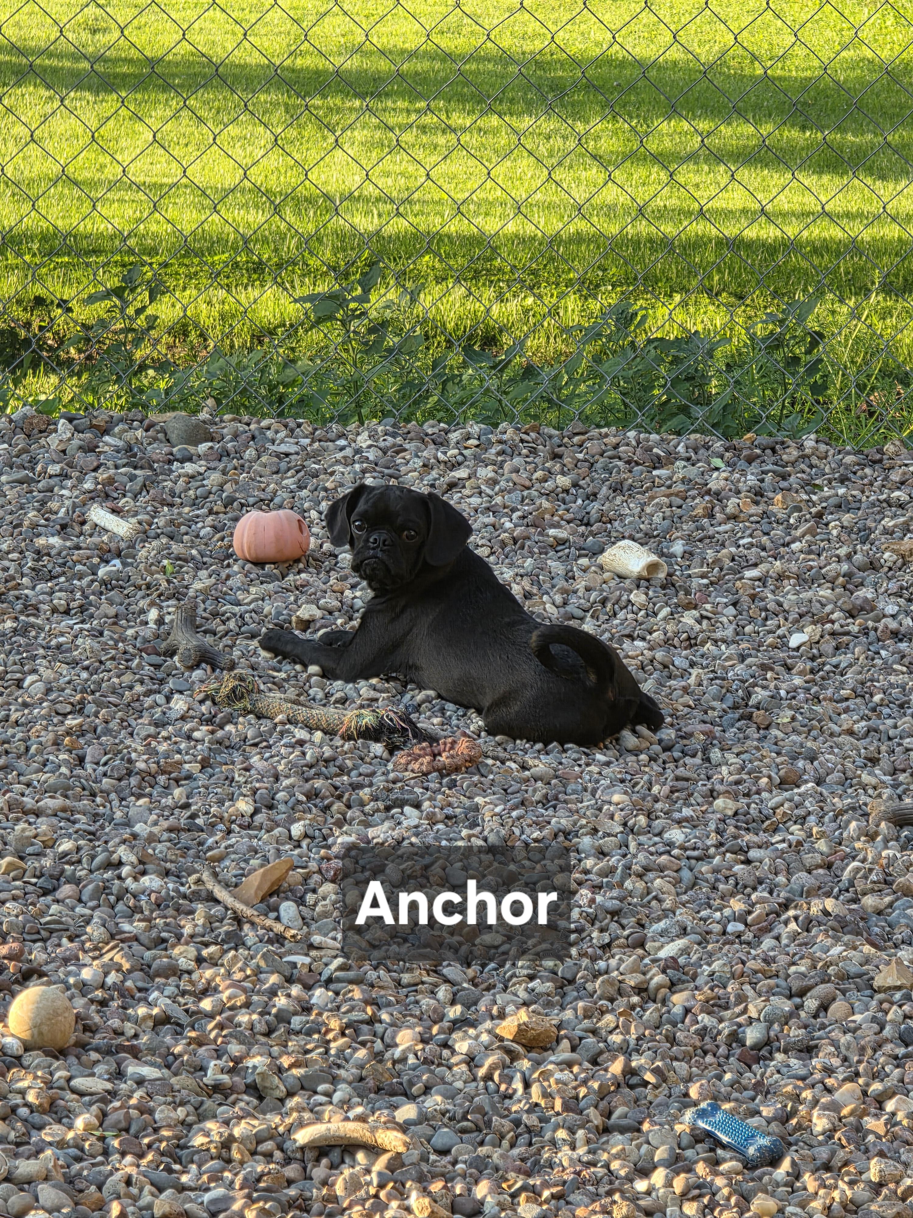 Anchor, adopted, Puppy Male Cocker Spaniel & Pug.
