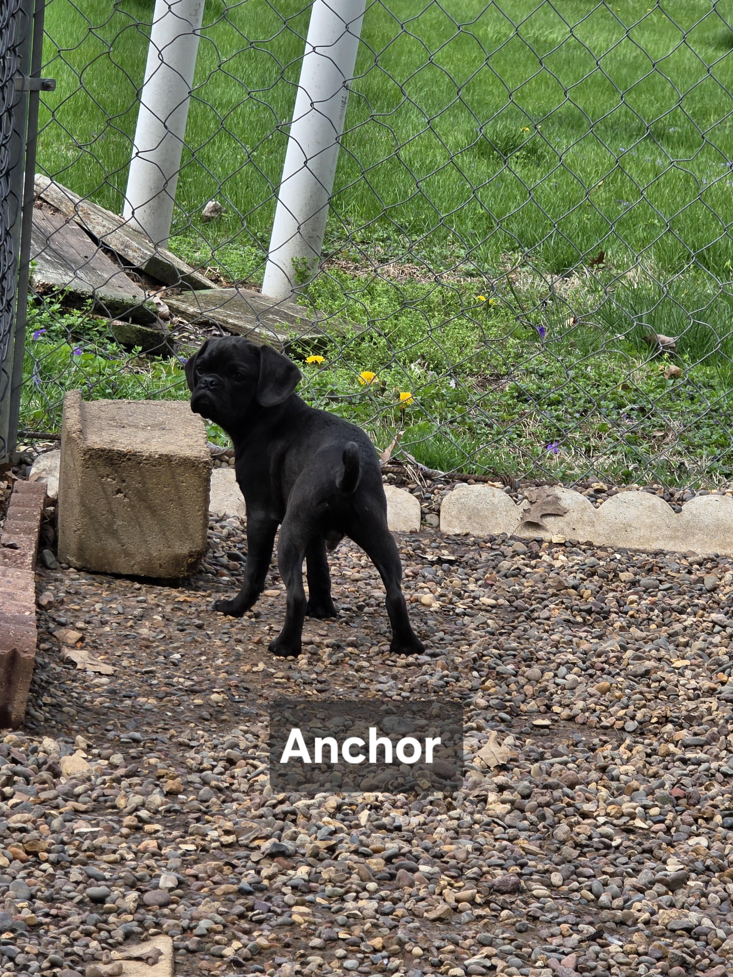 Enlarge Anchor, an adopted mixed breed in Wever, IA image 3/5