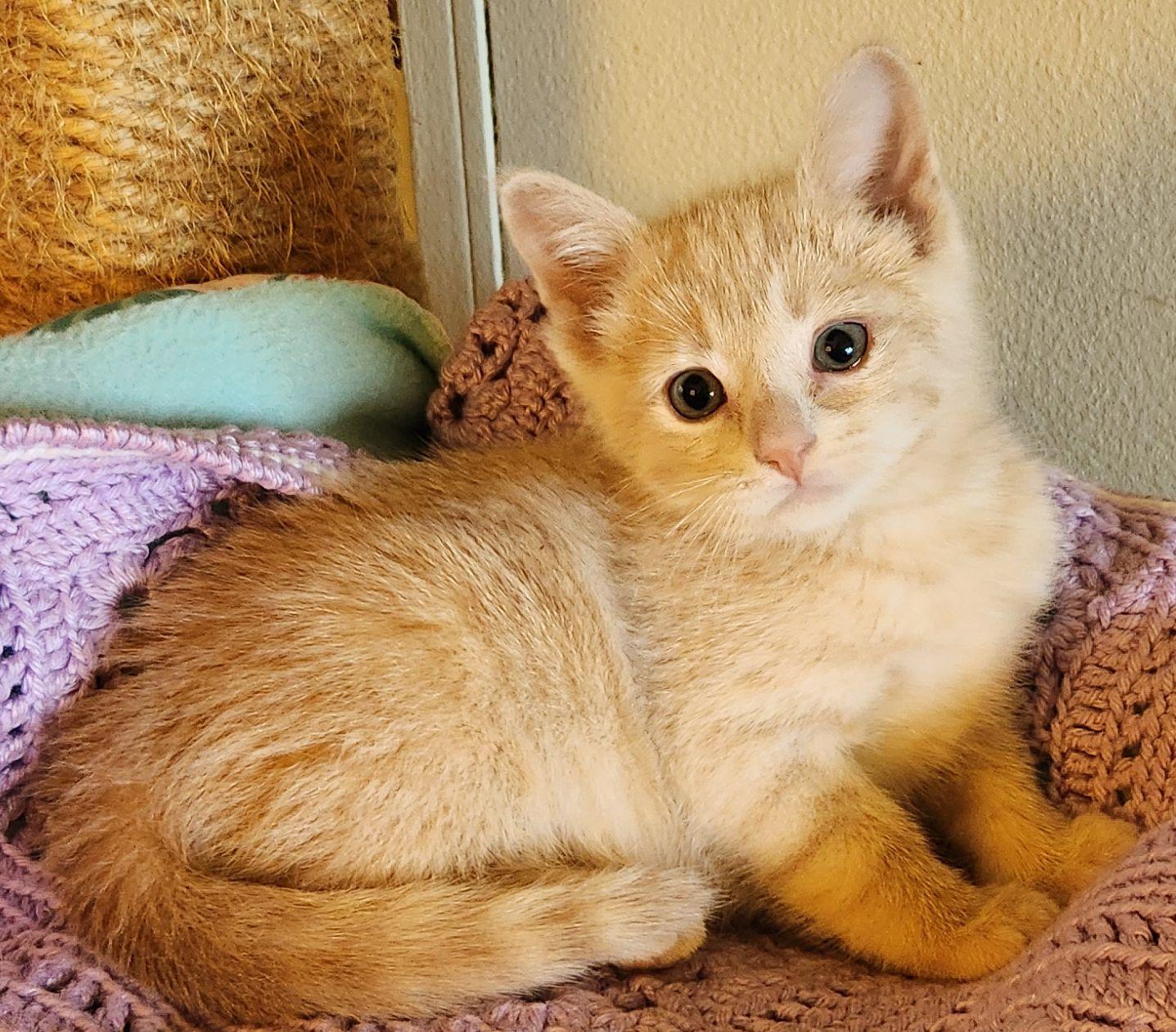 Lenny, Adoptable, Young Male Domestic Short Hair.
