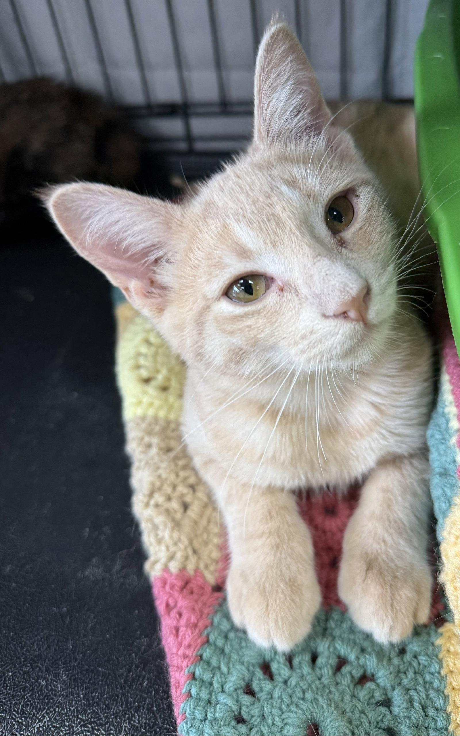 Lenny, a Adoptable Domestic Short Hair in Furlong, PA image 2/2