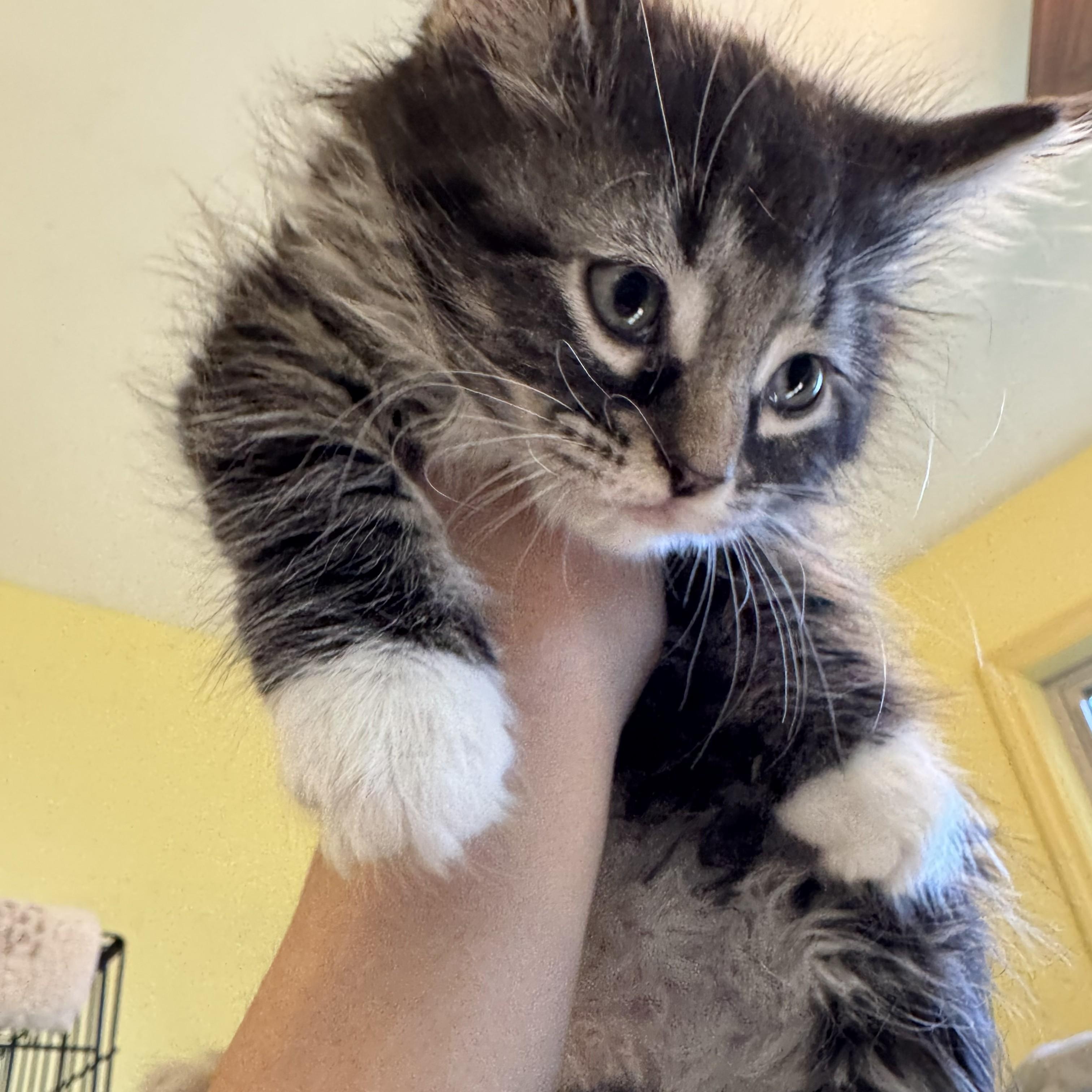 Enlarge Maybelle, an adopted Domestic Long Hair in West Orange, NJ image 1/1