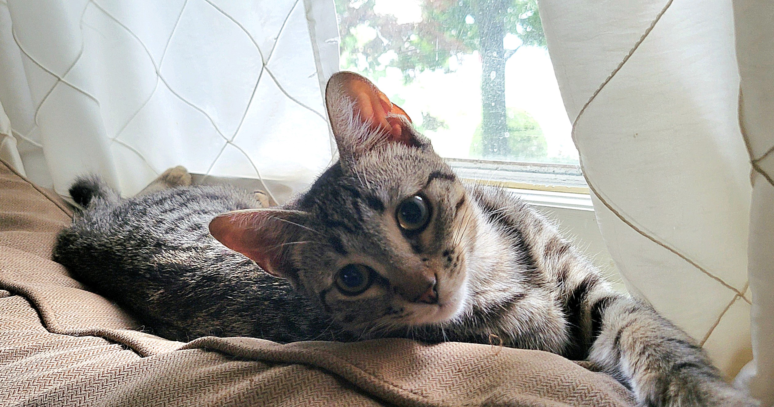 Cat for adoption Kurumi, a Domestic Short Hair in Woodstock, CT