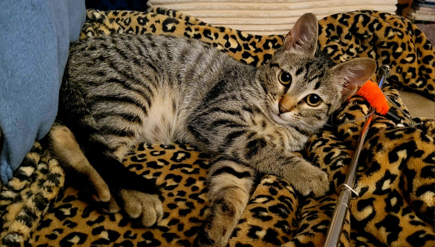 Cat for adoption Kurumi, a Domestic Short Hair in Woodstock, CT