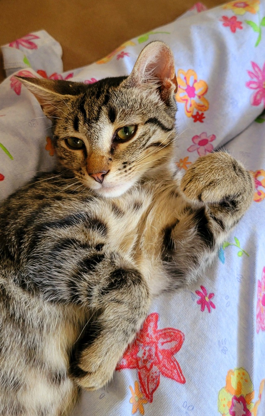 Cat for adoption Kurumi, a Domestic Short Hair in Woodstock, CT