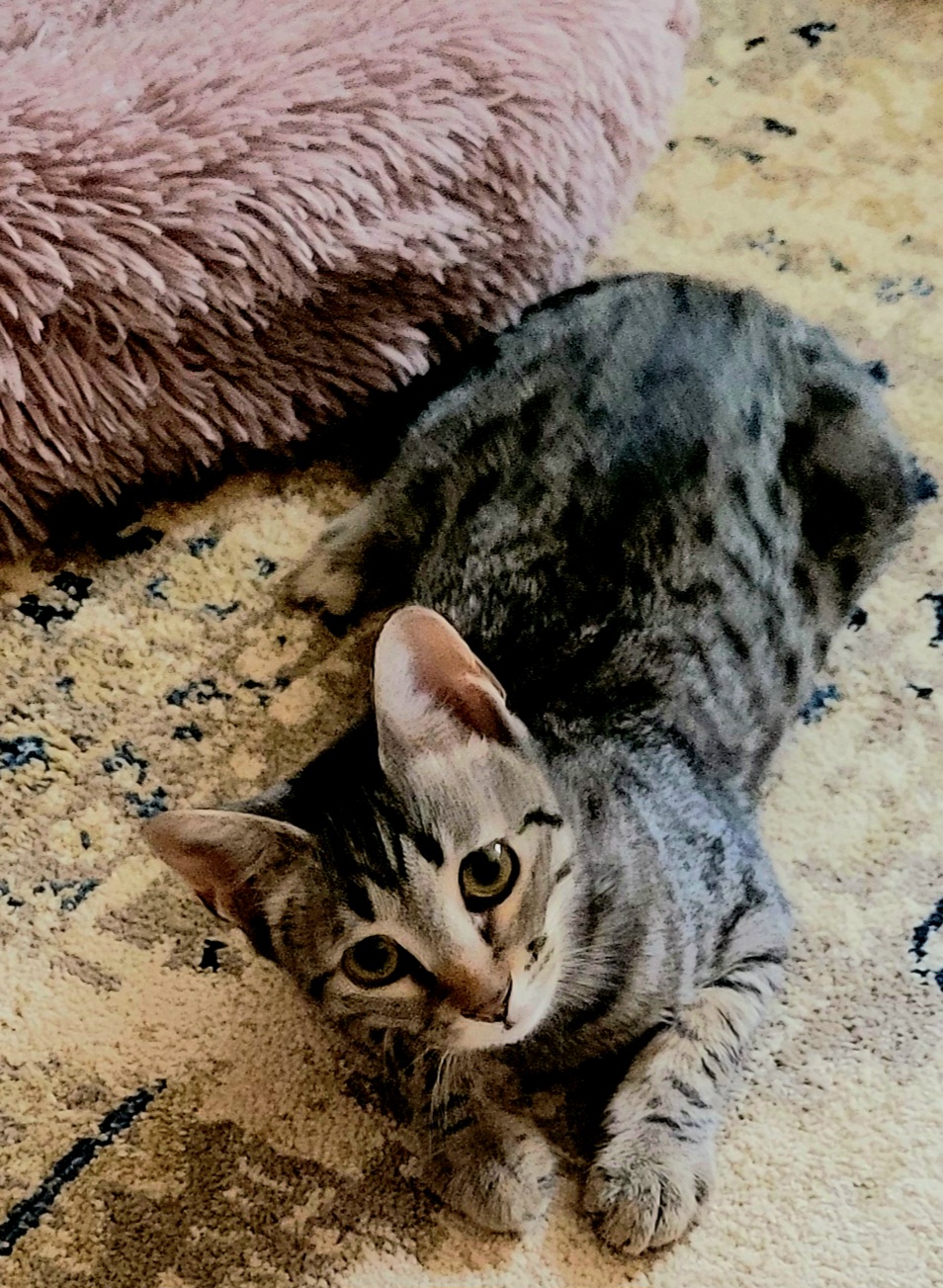 Cat for adoption Kurumi, a Domestic Short Hair in Woodstock, CT