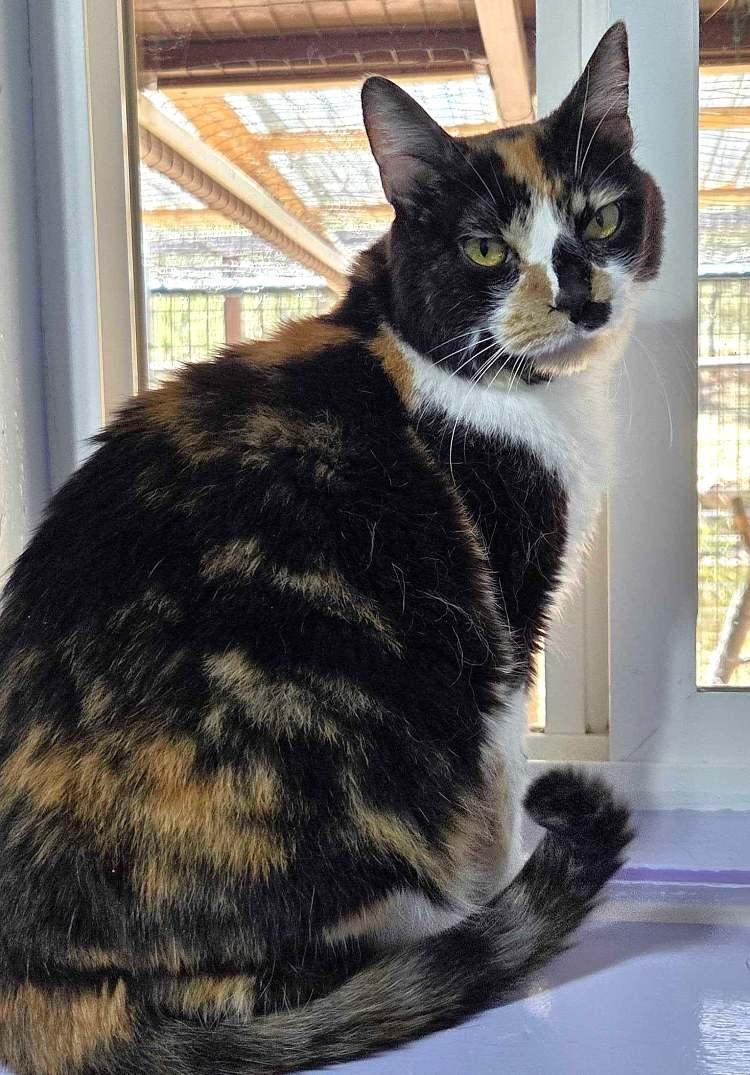 Fairy Lock, Adoptable, Senior Female Domestic Short Hair.