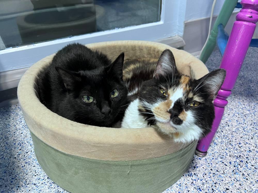 Fairy Lock, a Adoptable Domestic Short Hair in Colorado Springs, CO image 2/3