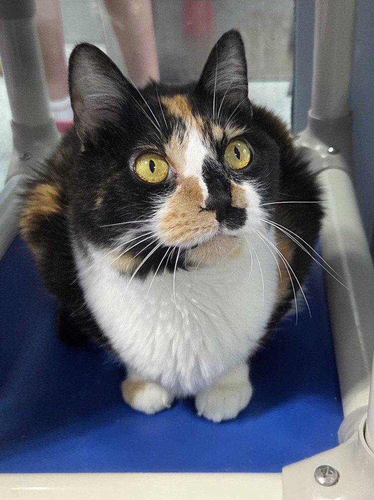 Fairy Lock, a Adoptable Domestic Short Hair in Colorado Springs, CO image 3/3