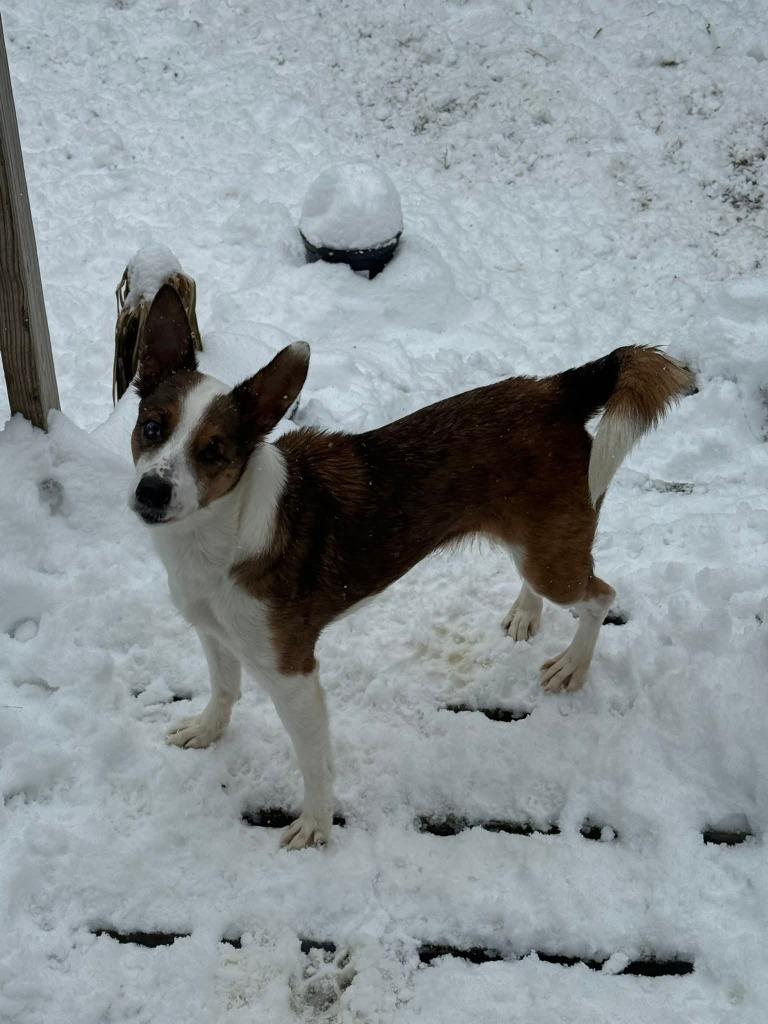 Pearl, Adoptable, Adult Female Sheep Dog.