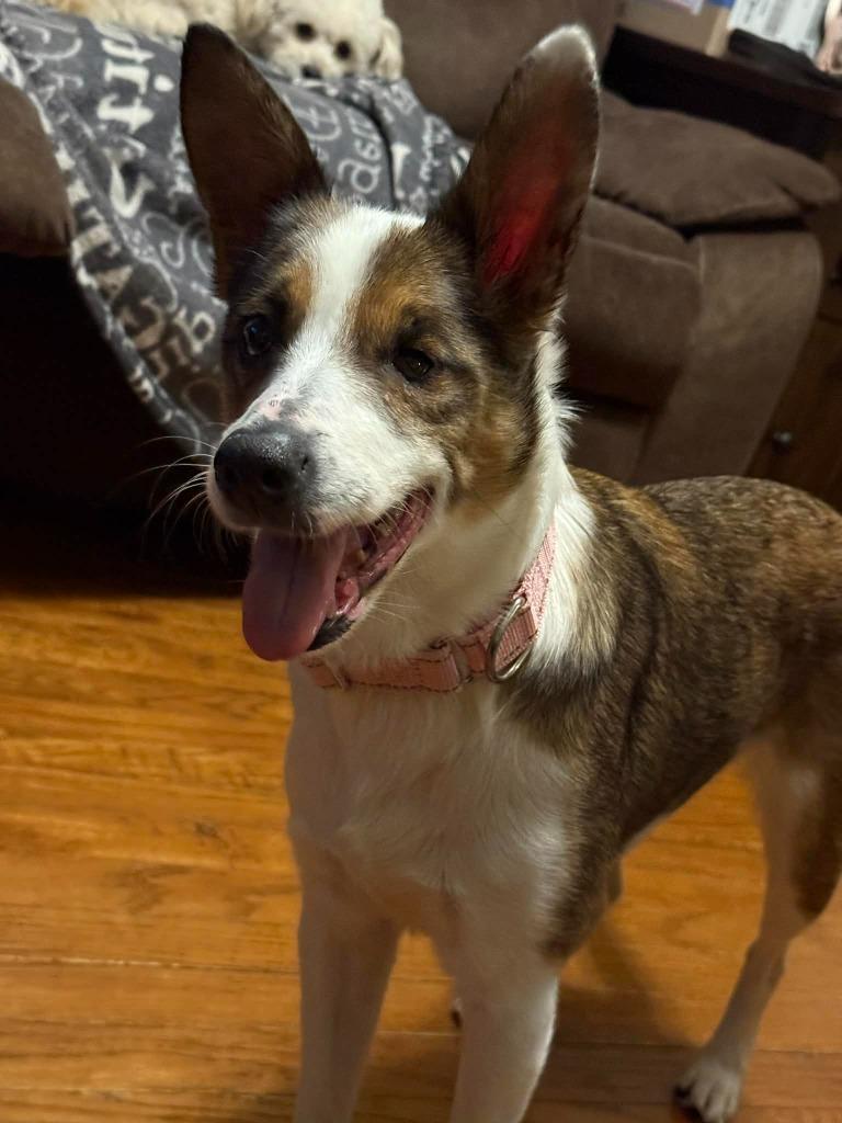 Enlarge Pearl, a Adoptable Sheep Dog in Walnutport, PA image 2/2