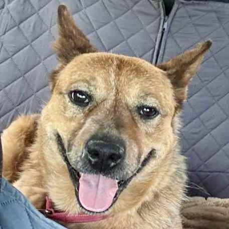 Ruby, an adoptable Australian Cattle Dog / Blue Heeler in Spokane, WA, 99207 | Photo Image 1