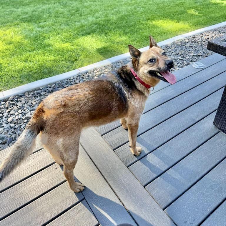 Ruby, an adoptable Australian Cattle Dog / Blue Heeler in Spokane, WA, 99207 | Photo Image 3