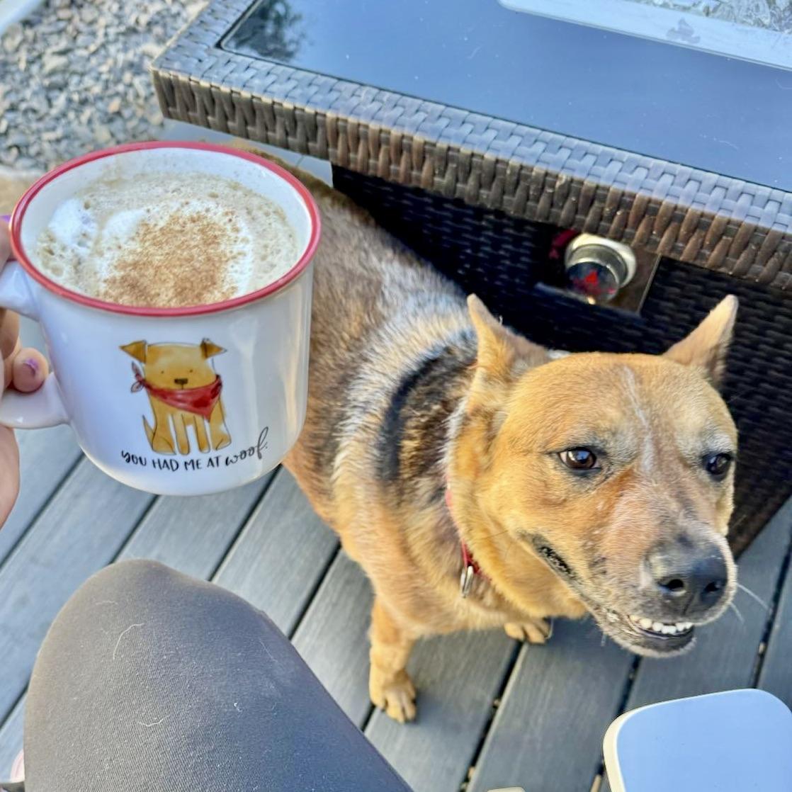 Ruby, an adoptable Australian Cattle Dog / Blue Heeler in Spokane, WA, 99207 | Photo Image 4