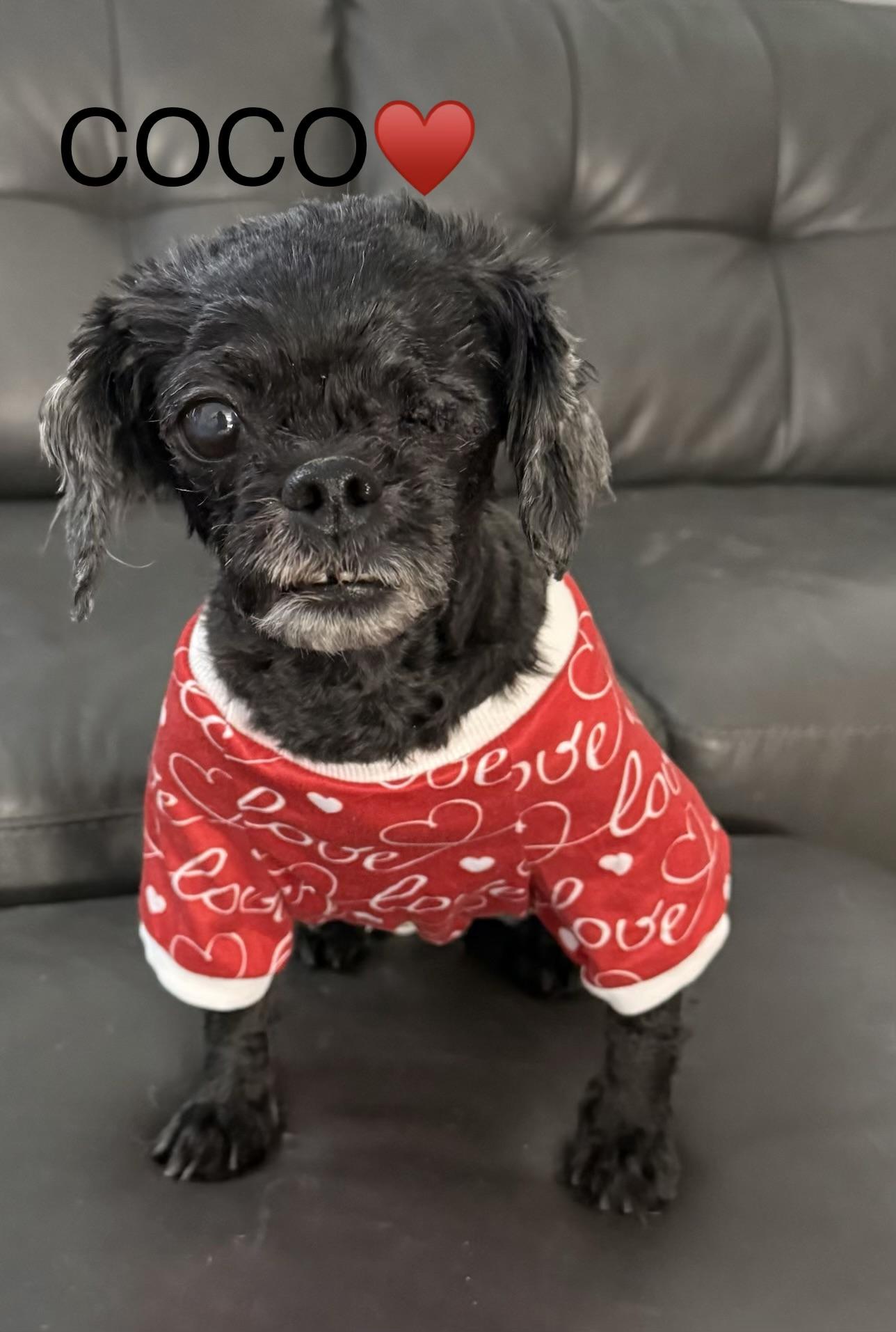 Enlarge Coco, an adopted mixed breed in Wilmington, DE image 1/5