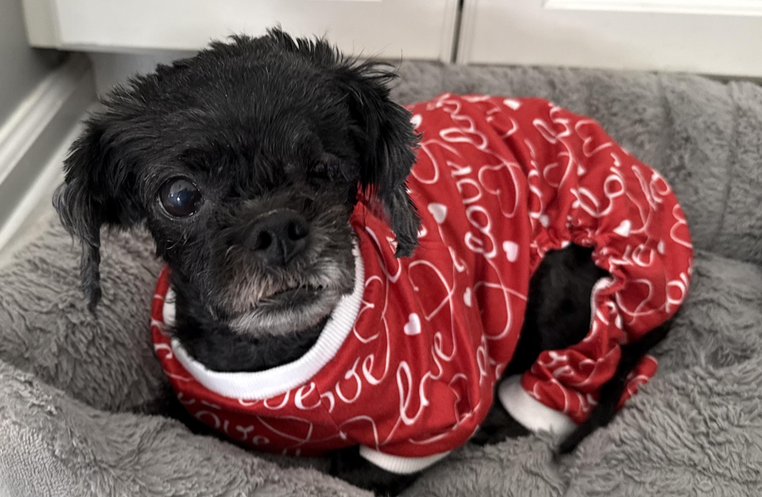 Enlarge Coco, an adopted mixed breed in Wilmington, DE image 2/5