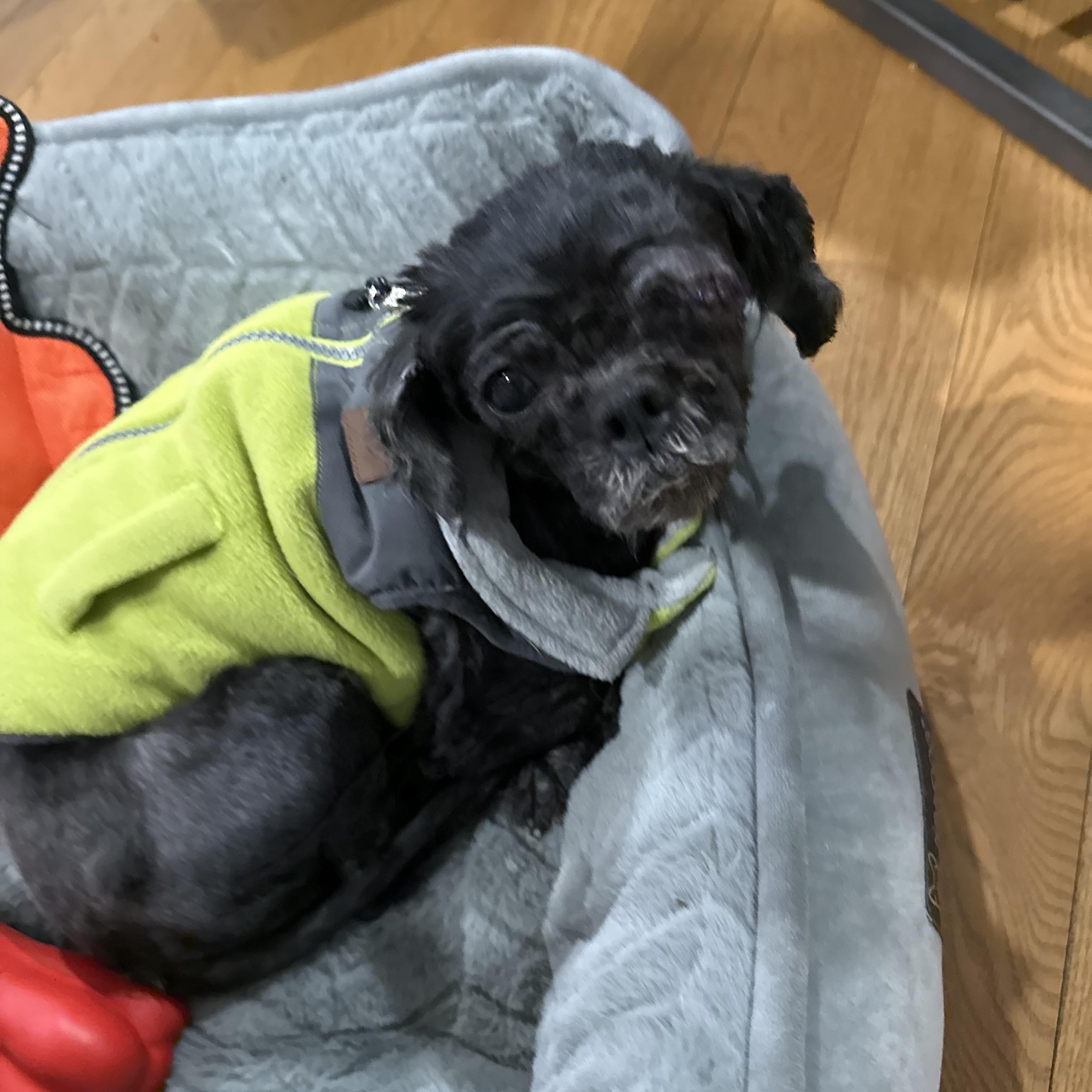 Enlarge Coco, an adopted mixed breed in Wilmington, DE image 4/5