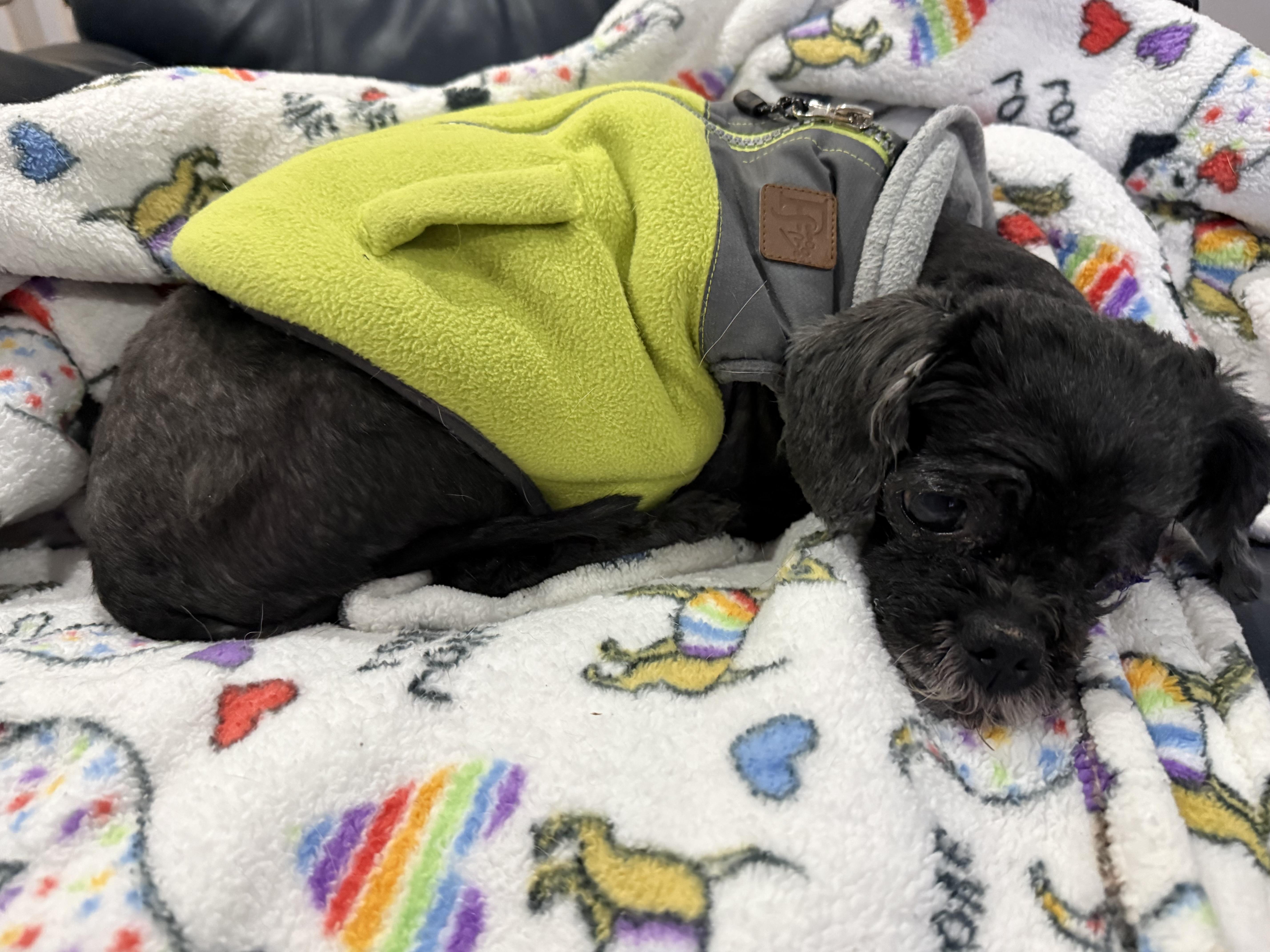 Enlarge Coco, an adopted mixed breed in Wilmington, DE image 5/5