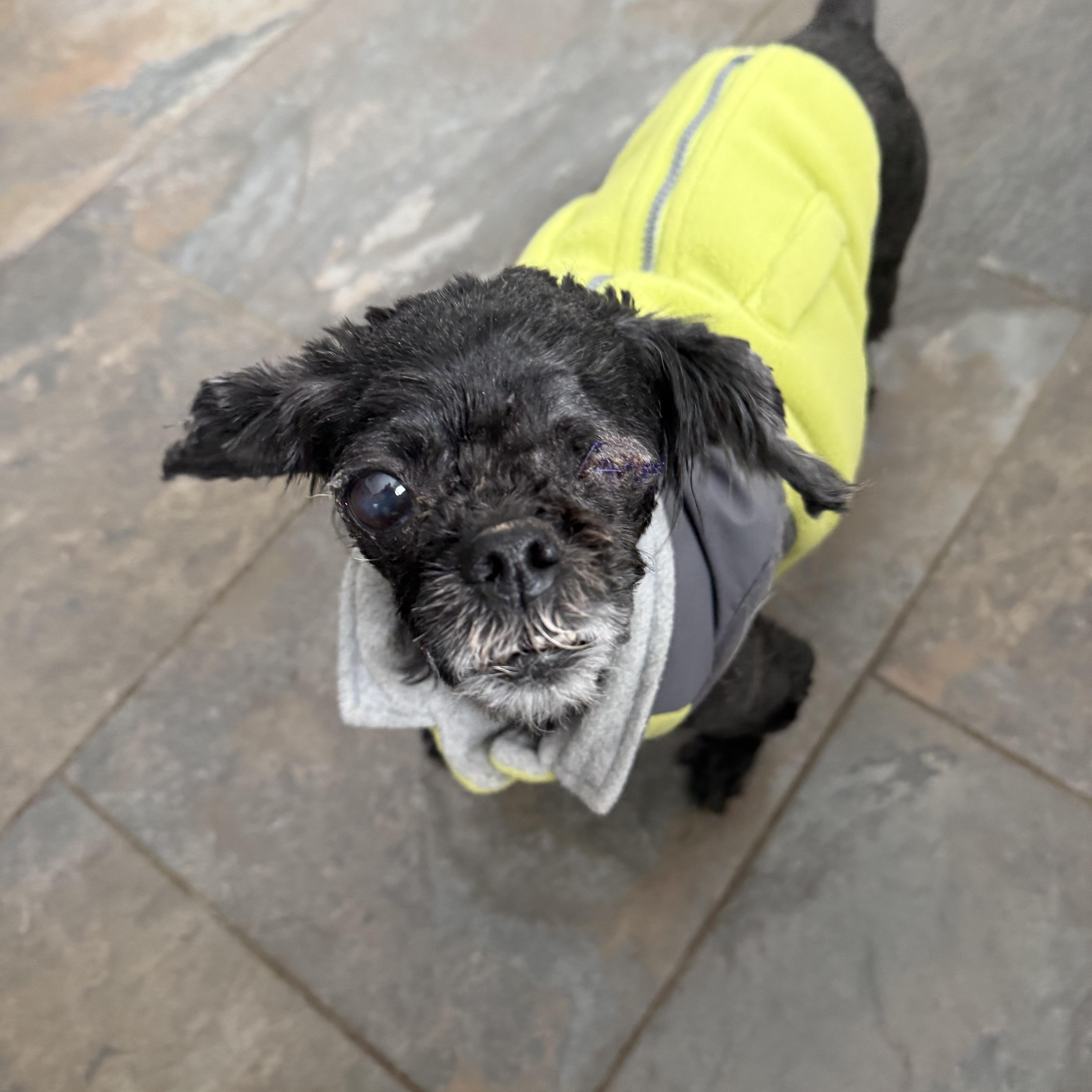 Enlarge Coco, an adopted mixed breed in Wilmington, DE image 3/5