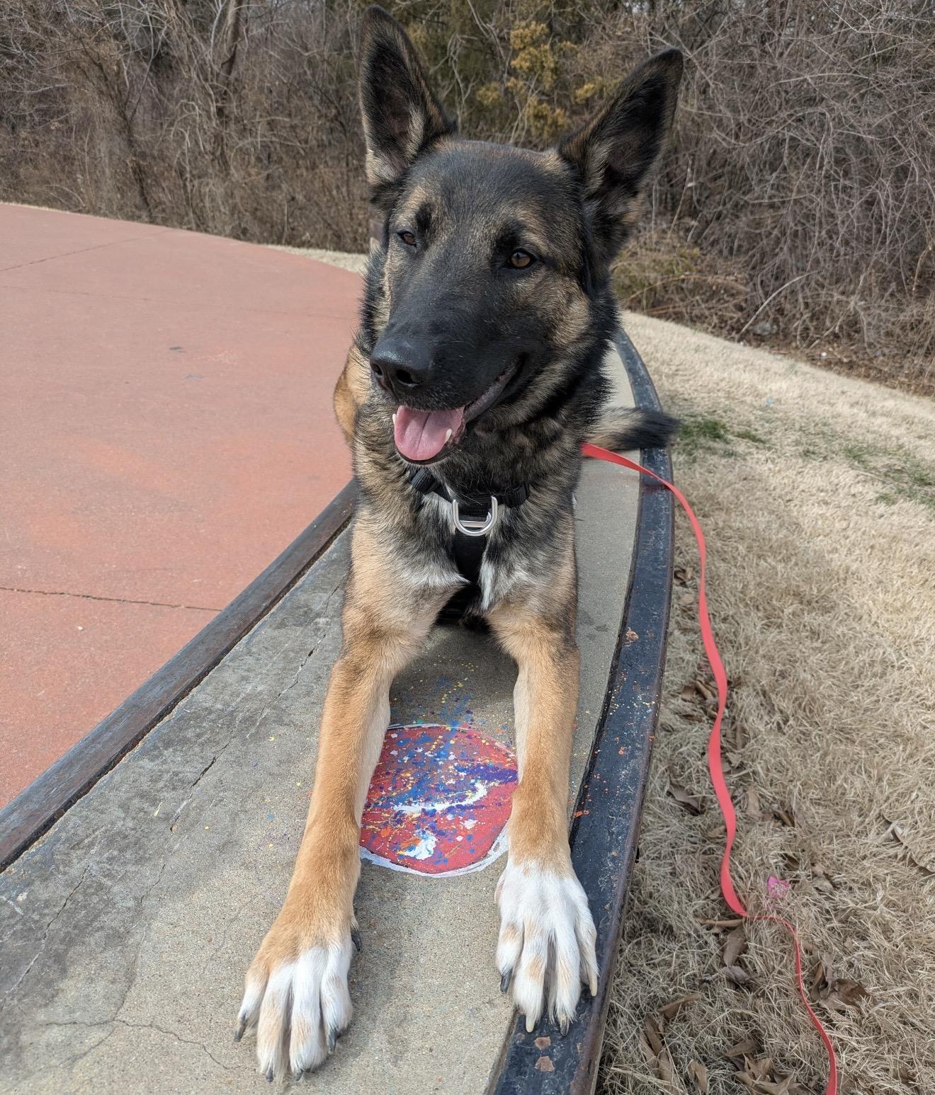 Khali, Adoptable, Adult Female Dutch Shepherd.