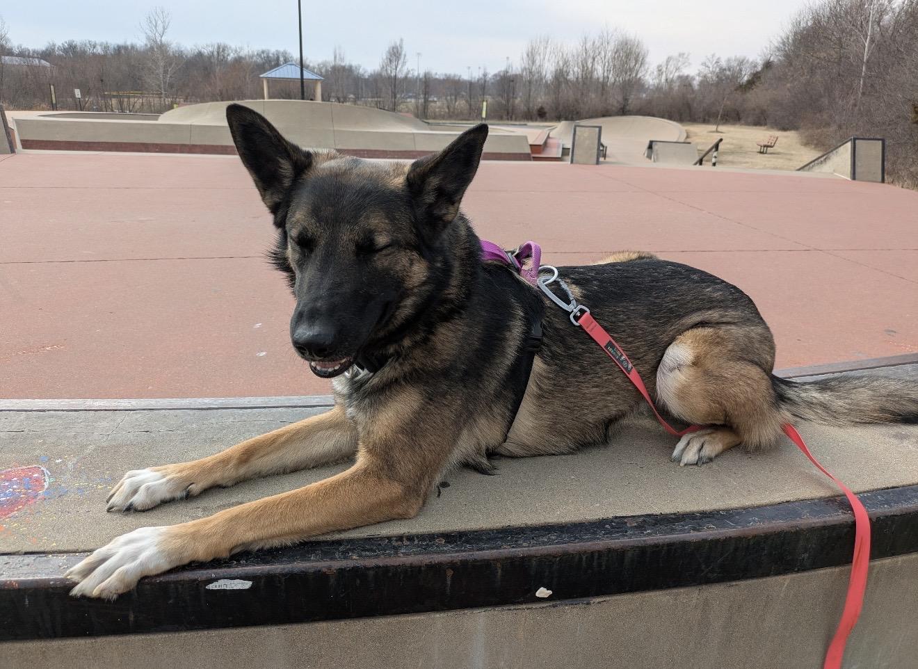 Khali, a Adoptable mixed breed in Jefferson City, MO image 3/3