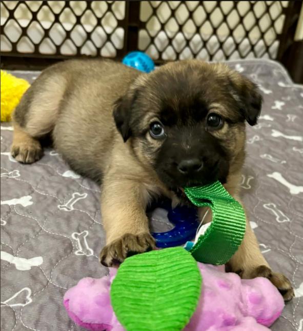 Enlarge Ember, a ADOPTABLE mixed breed in Eutawville, SC image 5/6