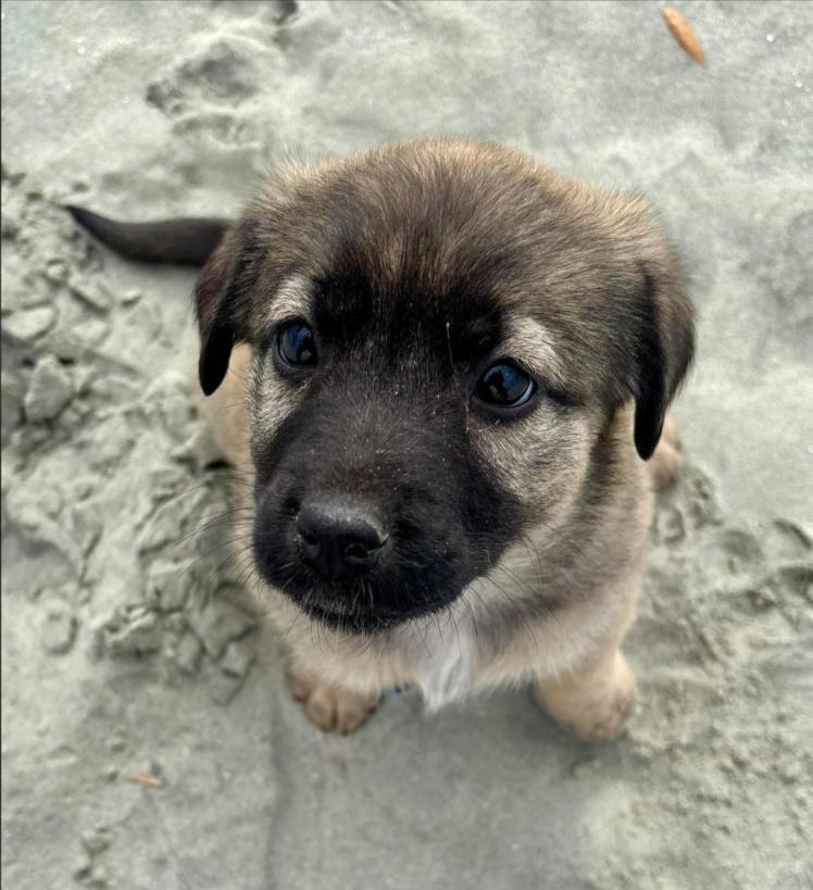 Enlarge Ember, an adopted mixed breed in Eutawville, SC image 3/6