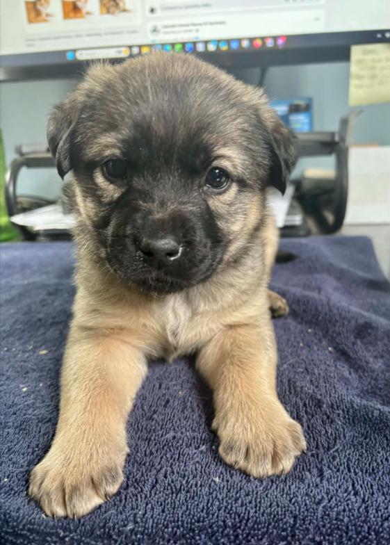 Enlarge Ember, a ADOPTABLE mixed breed in Eutawville, SC image 3/6