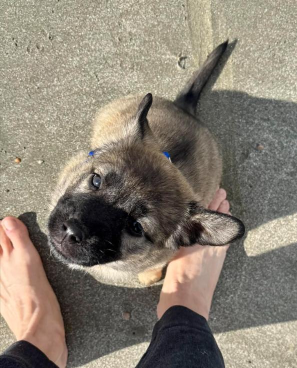 Enlarge Ember, an adopted mixed breed in Eutawville, SC image 1/6