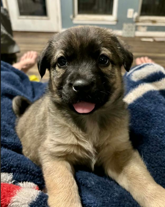 Enlarge Ember, a ADOPTABLE mixed breed in Eutawville, SC image 1/6