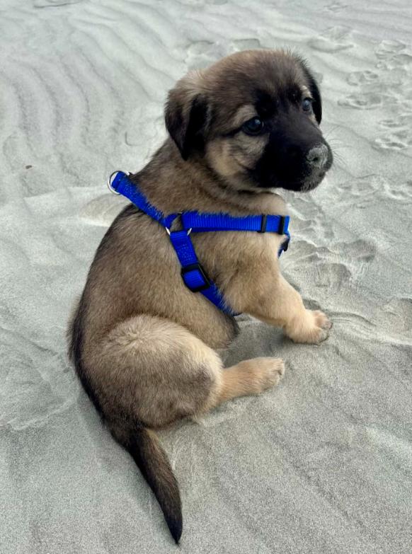 Enlarge Ember, an adopted mixed breed in Eutawville, SC image 2/6