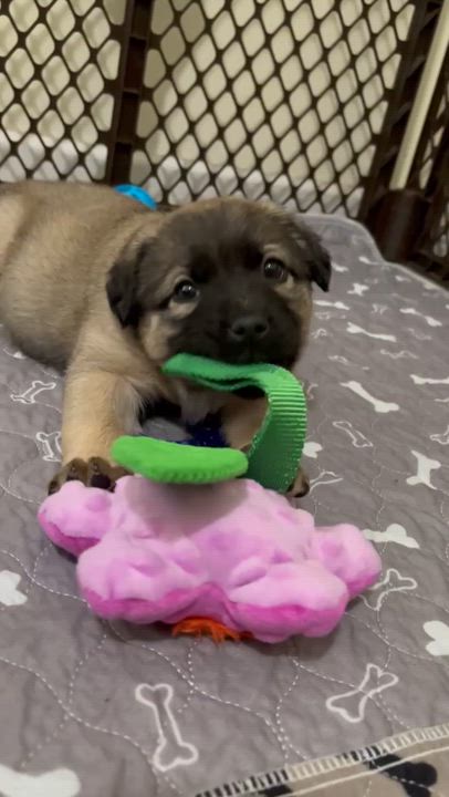 Enlarge Ember, a ADOPTABLE mixed breed in Eutawville, SC video 6/6