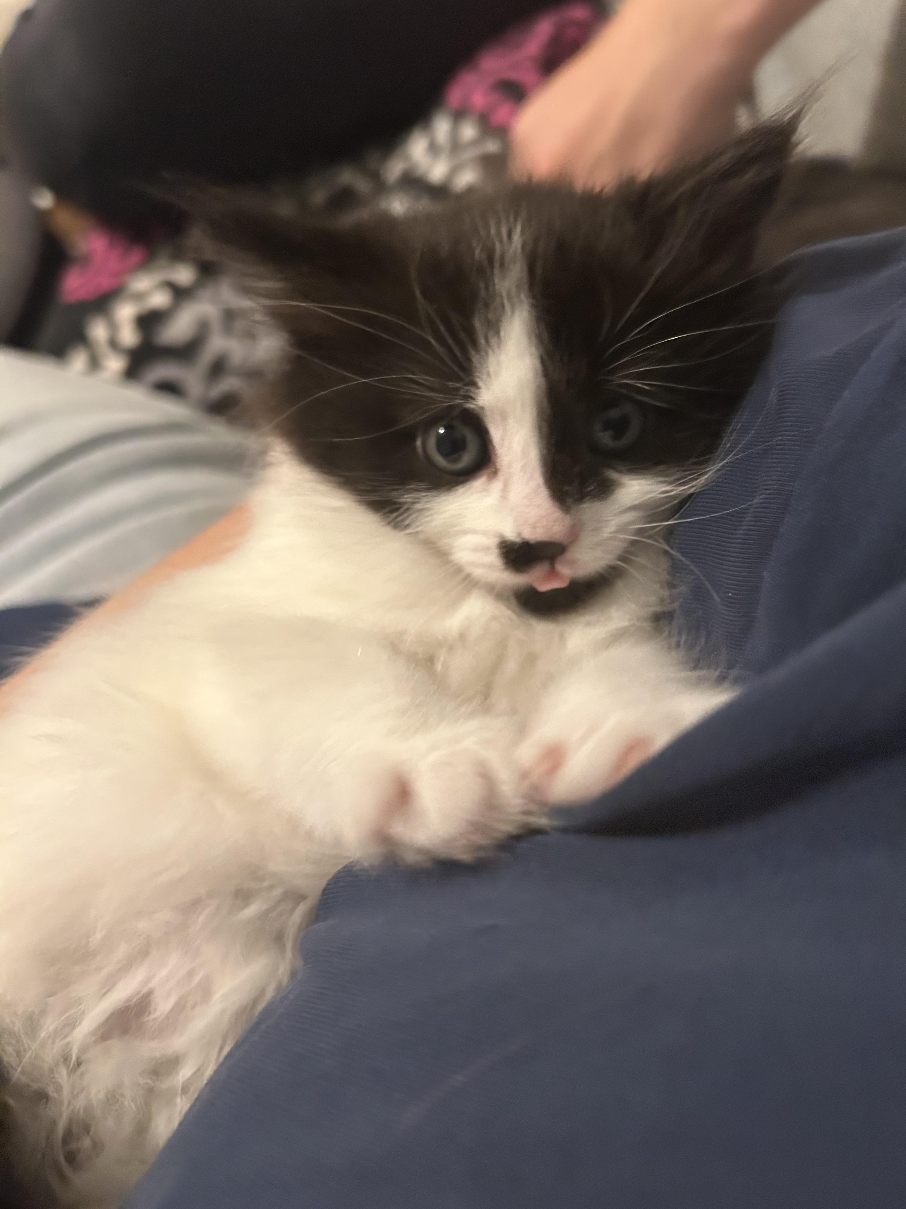 Shrimp - Under The Sea