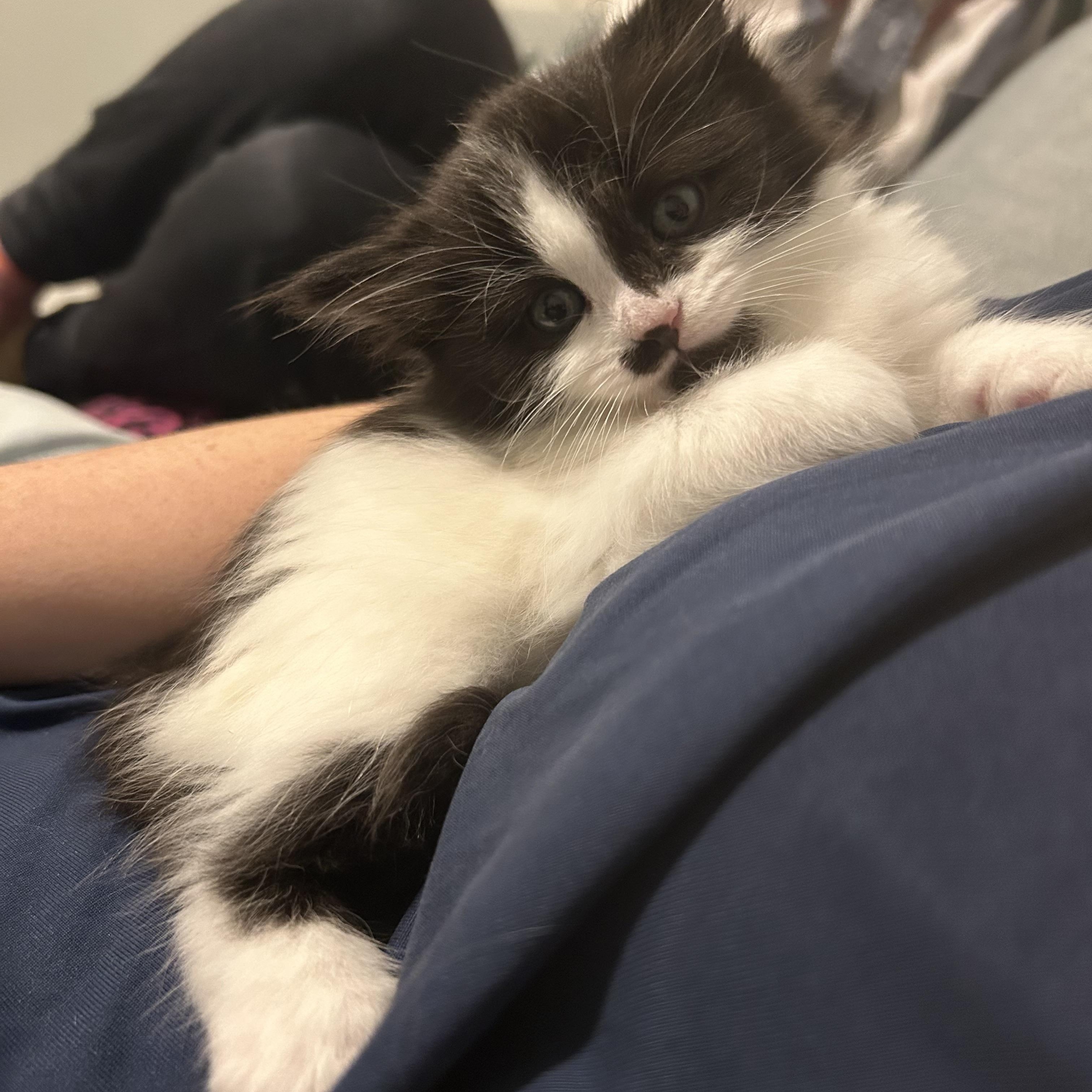 Shrimp - Under The Sea