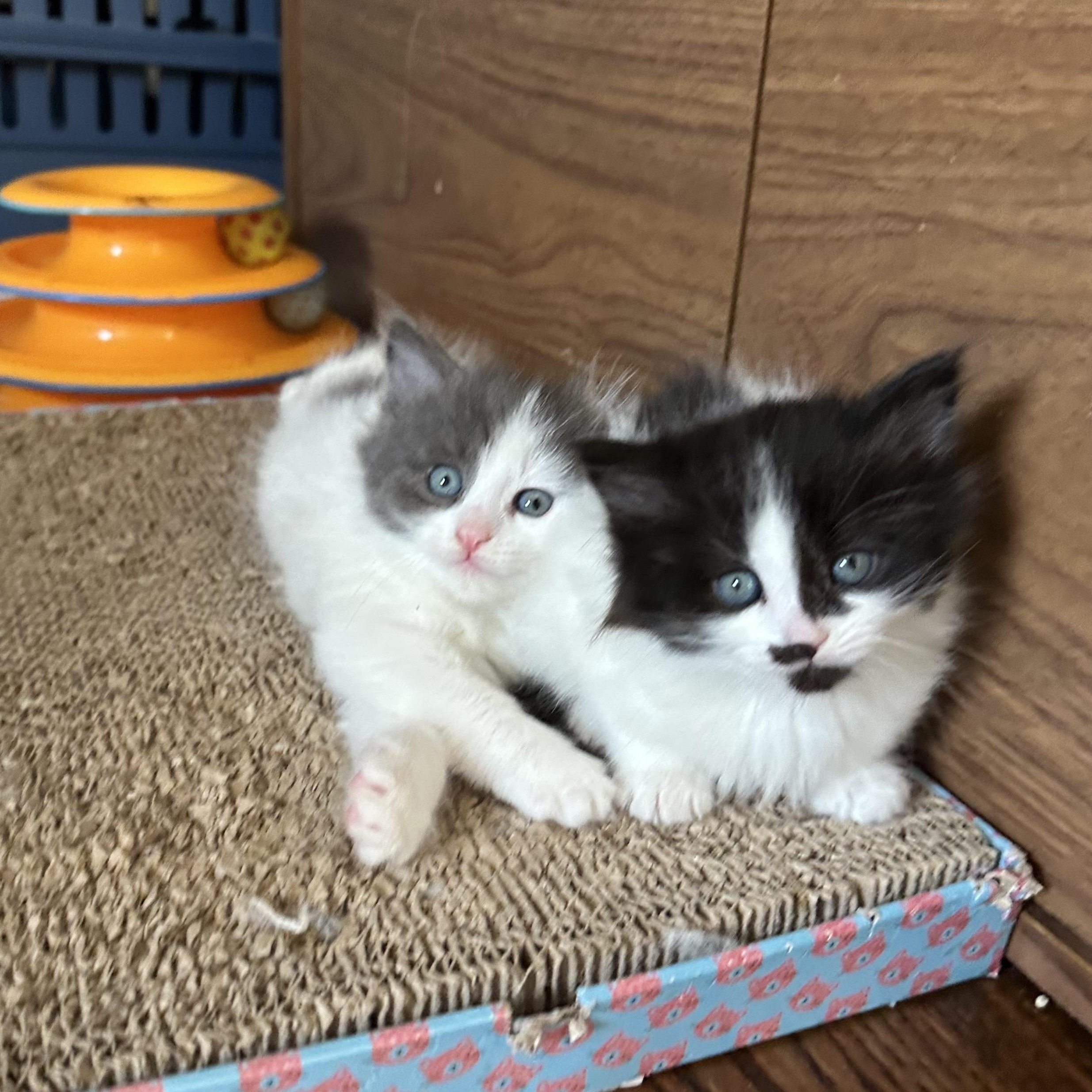 Shrimp - Under The Sea