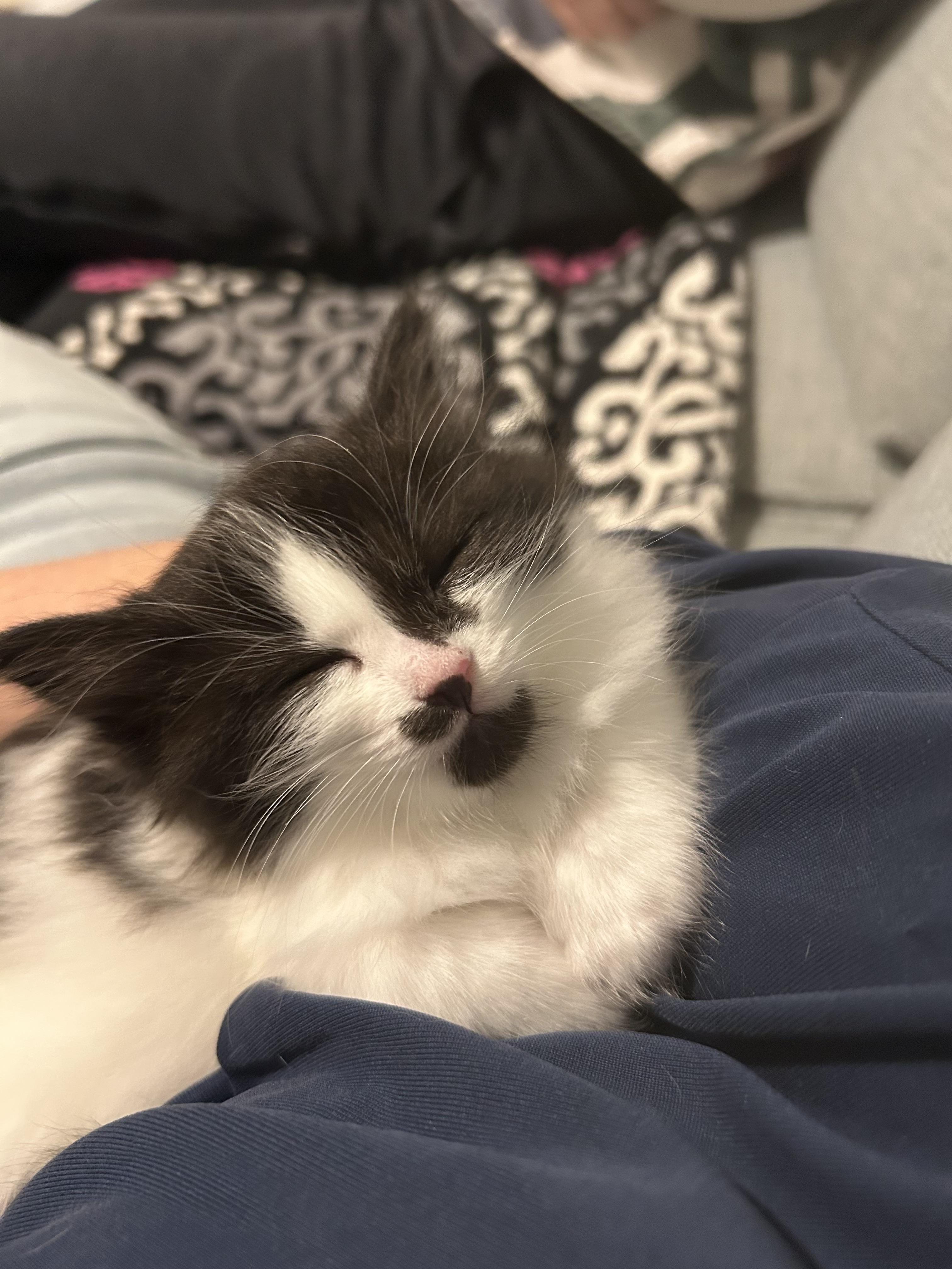 Shrimp - Under The Sea