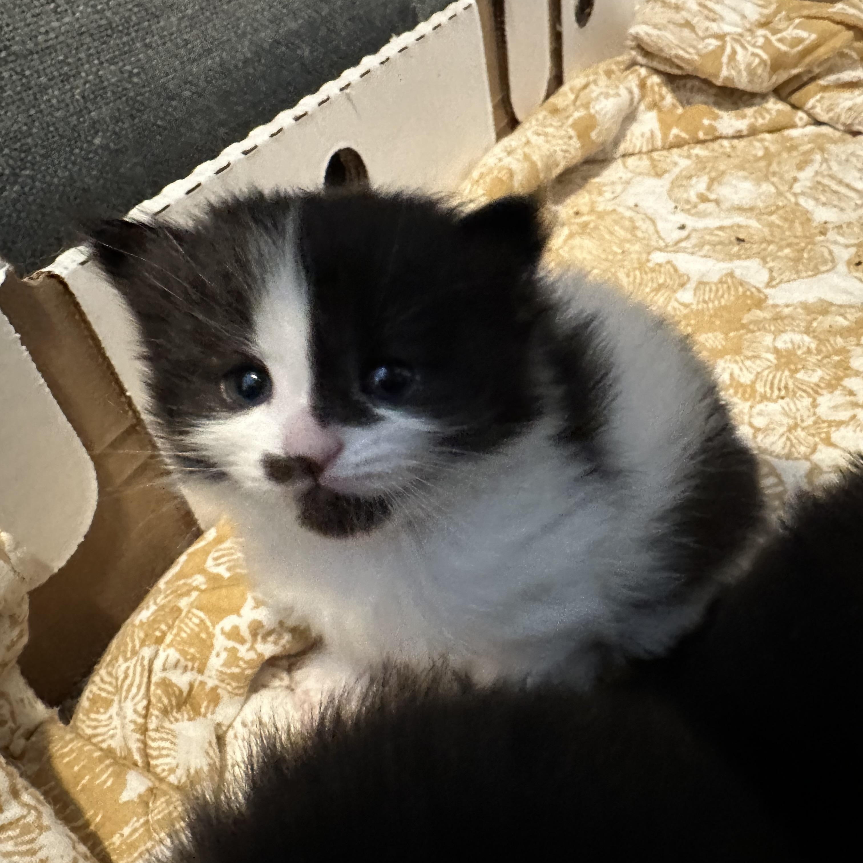 Shrimp - Under The Sea